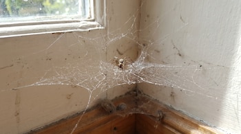 Una araña marrón clara se encuentra en el centro de una telaraña polvorienta que se extiende por el rincón de una habitación, cerca de una ventana.