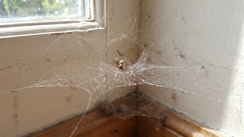 Esto es lo que debes poner en las esquinas de tu casa para ahuyentar las arañas