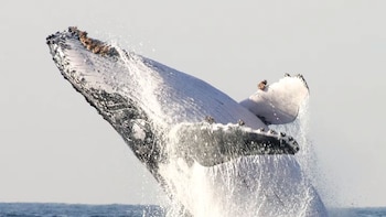 Las ballenas jorobadas, conocidas por