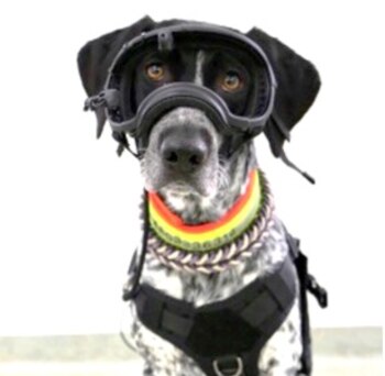 El estudio con 20 perros