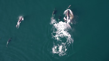 El estudio publicado en Scientific