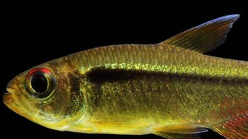 Estas fueron algunas de las