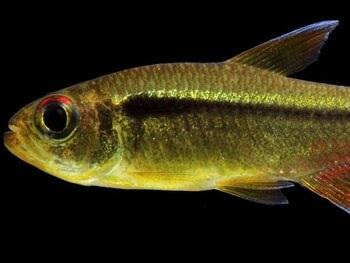 El pez de Chiribiquete, una