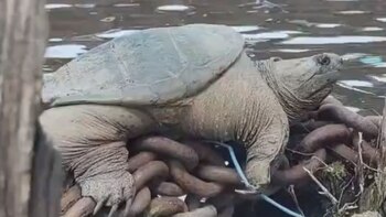 Algunos usuarios de Twitter consdieraron