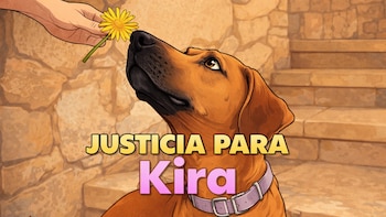 Perrita fue golpeada a muerte y los responsables lanzaron su cuerpo a 6 kilómetros de su casa