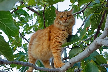 Un gato anaranjado de pelaje espeso sobre la rama de un árbol con hojas verdes grandes