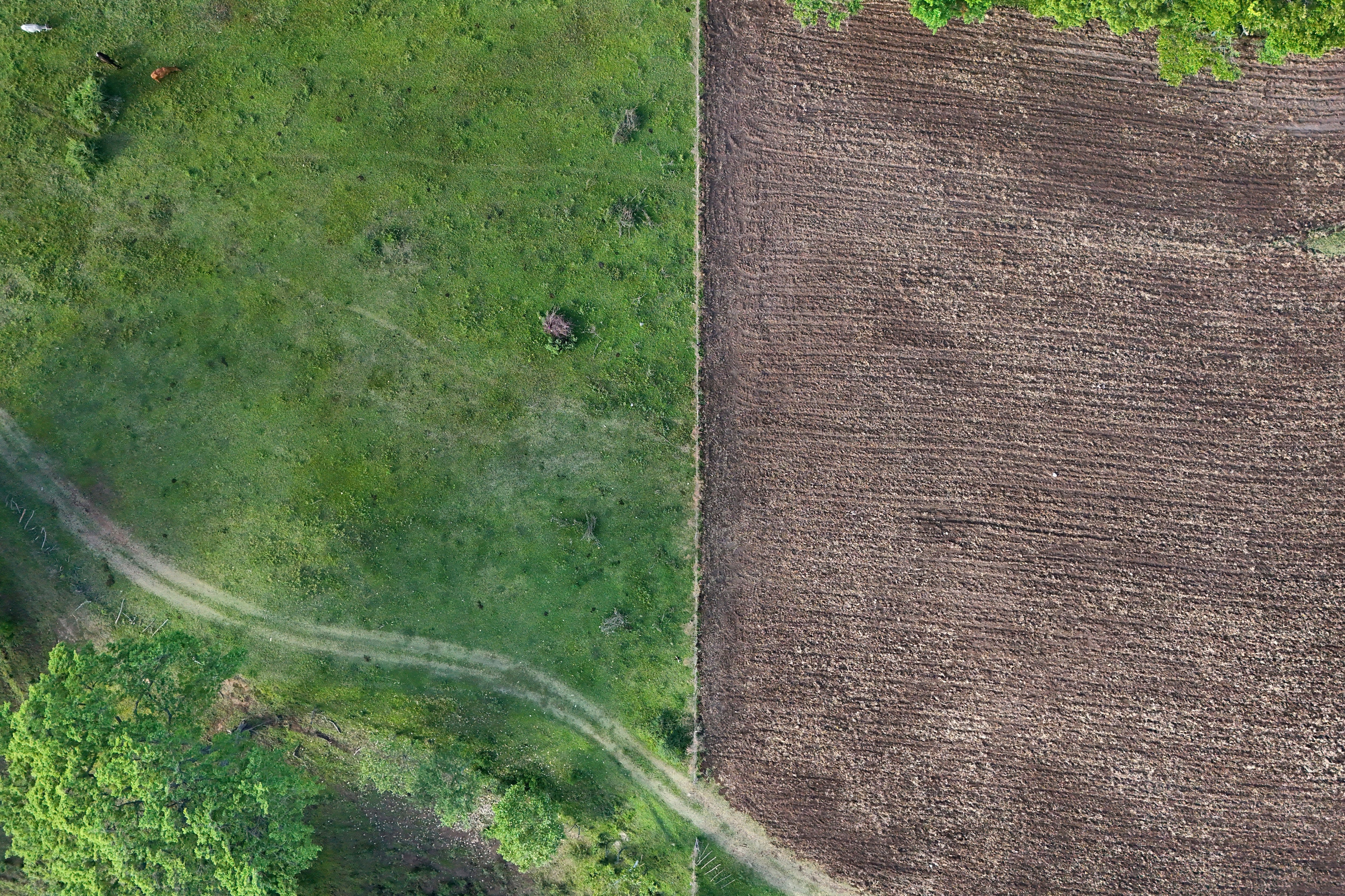 Las condiciones climáticas extremas han obligado a los agricultores a modificar sus prácticas, como el riego independiente a sus cosechas. (Infobae Centroamérica/ Marvin RECINOS / AFP)