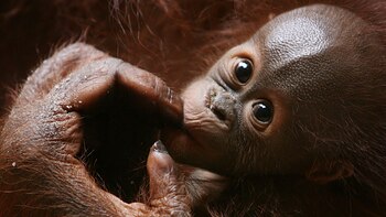 Existe la falsa creencia que