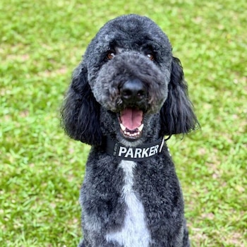 Parker. (Foto / American Humane