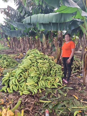 Trabajadores cosechan plátanos como parte
