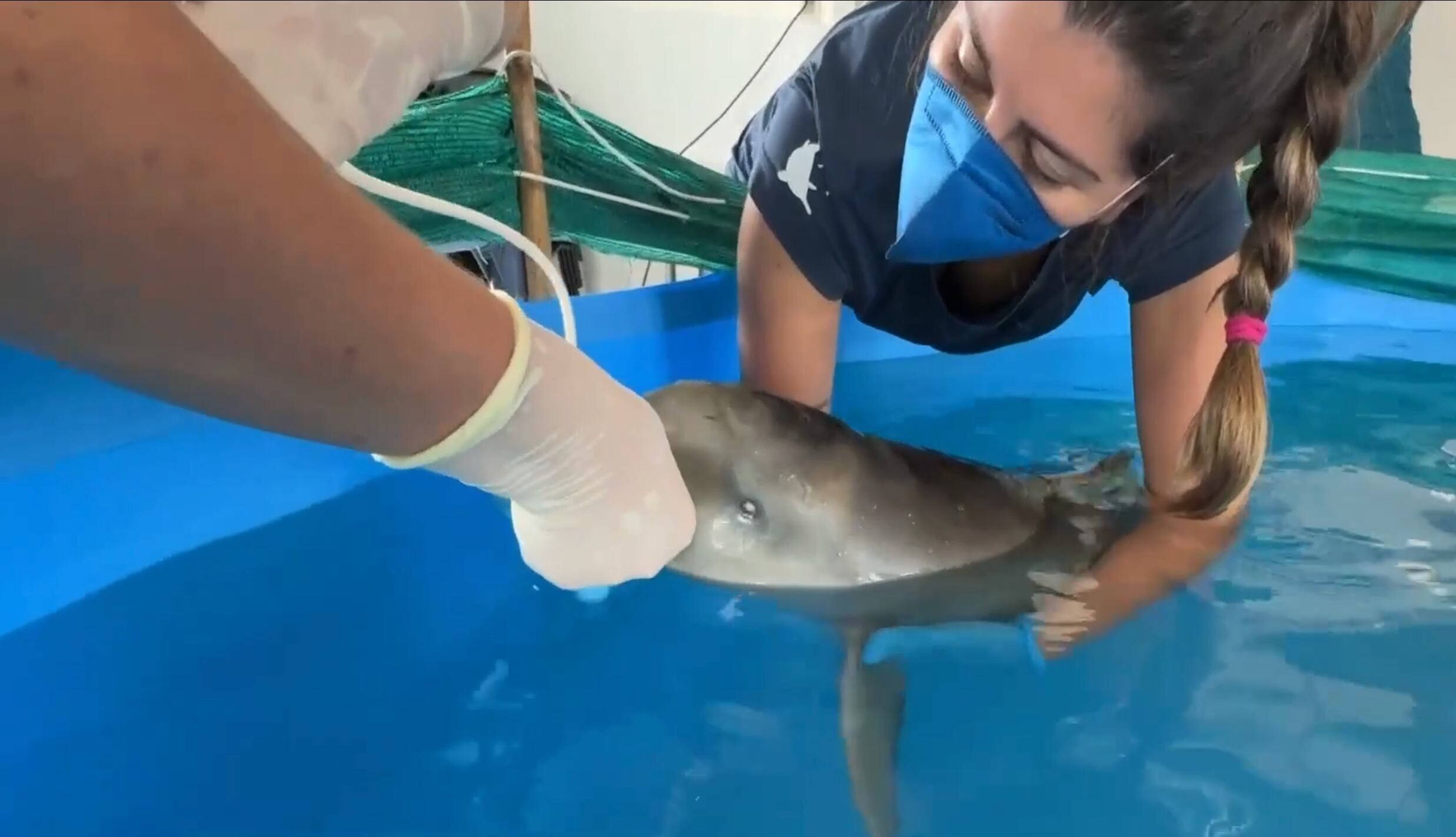 Un delfín que llegó desorientado es cuidado en Rocha, Uruguay (Captura Telenoche/Canal 4)