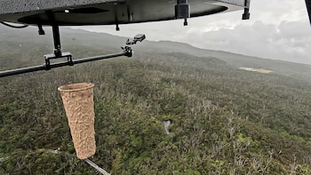 Mosquitos estériles y drones buscan