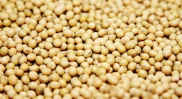 Semillas: ASA redobla la apuesta por una nueva ley para atraer inversiones y elevar la productividad del agro