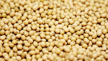 Semillas: ASA redobla la apuesta por una nueva ley para atraer inversiones y elevar la productividad del agro