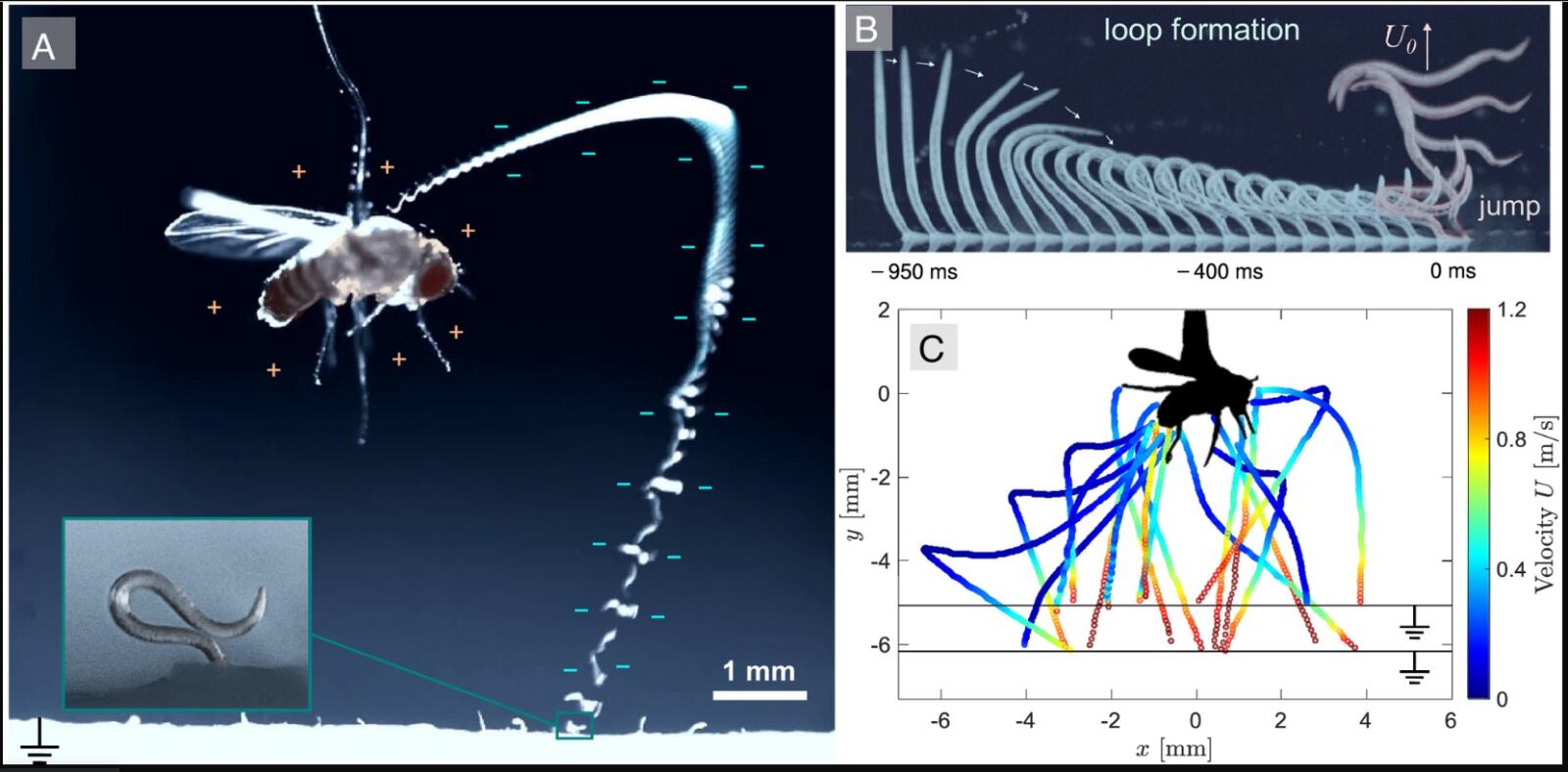 El control biológico de plagas incorpora hallazgos sobre mecanismos naturales de captura (https://www.pnas.org/doi/10.1073/pnas.2503555122)