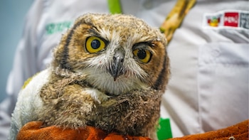 Un búho de grandes ojos amarillos y plumaje pardo es sostenido por una persona que viste guantes gruesos y camisa clara