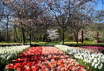 Tulipanes en el jardín Keukenhof, en Lisse (Reuters).