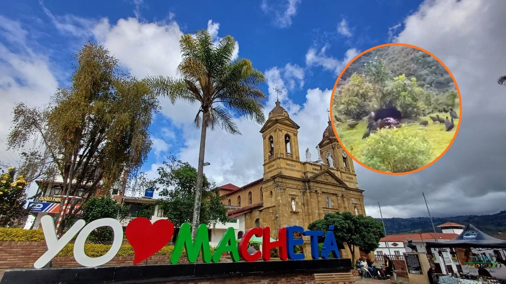 Video de un oso andino comiendo una vaca generó preocupación en Machetá, Cundinamarca