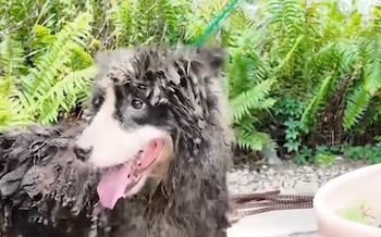 Perro Border Collie con pelaje mojado y lengua fuera. Al fondo se ven plantas verdes y parte de un recipiente blanco