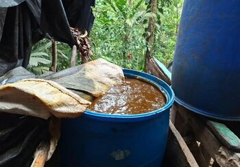 El hallazgo en Tela abre investigaciones sobre la posible existencia de nuevas zonas de producción ilícita en Atlántida. (FOTO: Policía Nacional)