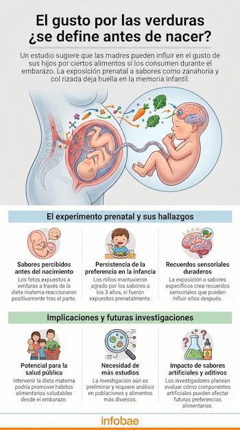 Infografía ilustra cómo la dieta materna moldea el gusto fetal por las verduras. Muestra un feto en el útero, el cerebro del bebé y un niño comiendo vegetales.