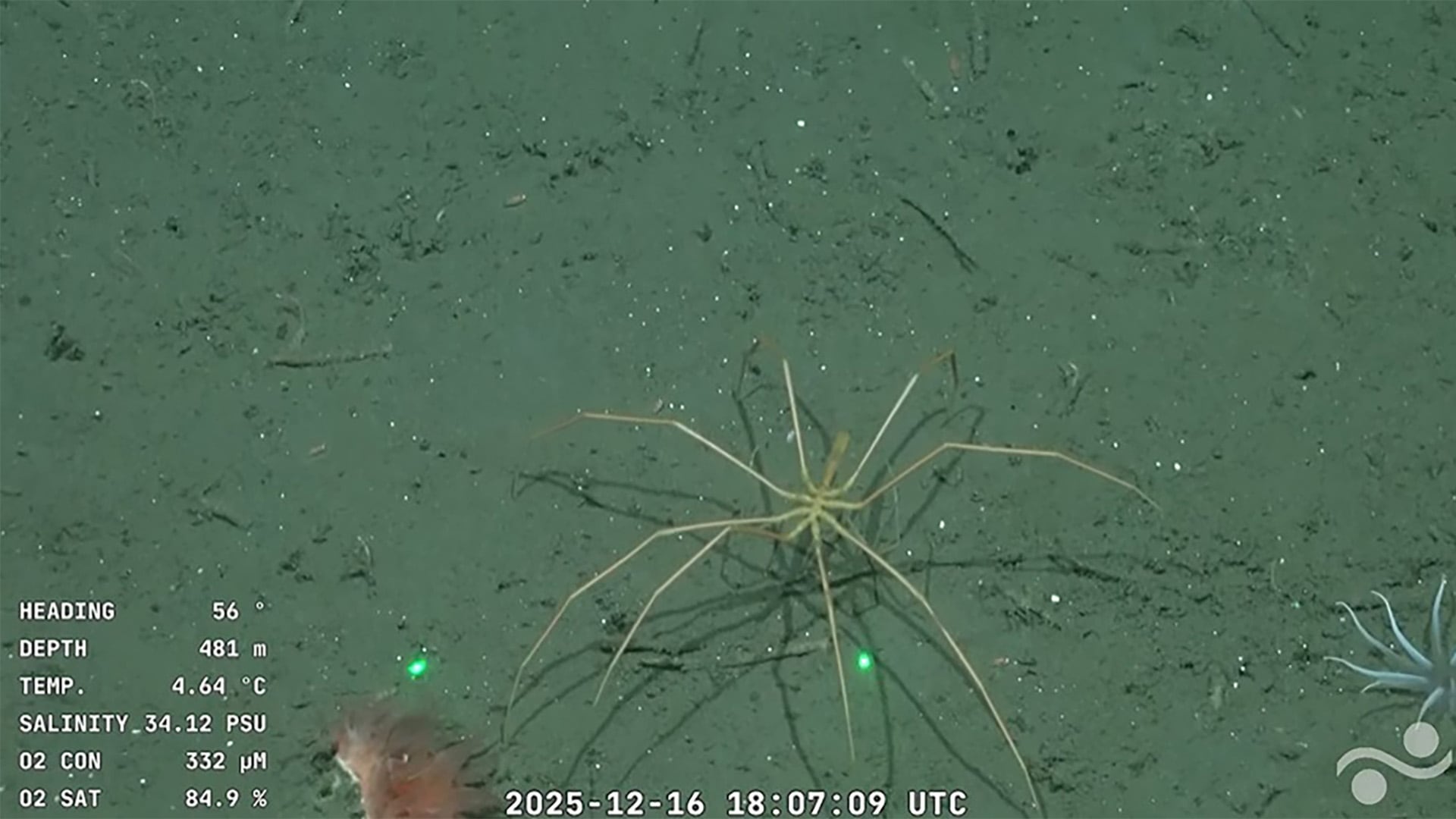 La temible araña que sorprendió a la audiencia