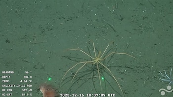 La temible araña que sorprendió