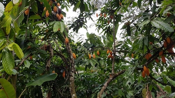 Las lluvias intensas reducen hasta un 60% la producción de cacao en el Caribe costarricense