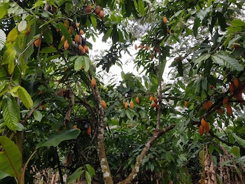 Las lluvias intensas de 2026 redujeron entre un 50% y un 60% la producción de cacao en fincas del Caribe y Talamanca. (Fotografía facilitada por:Lambert Motilal de la Universidad de las Indias Occidentales)