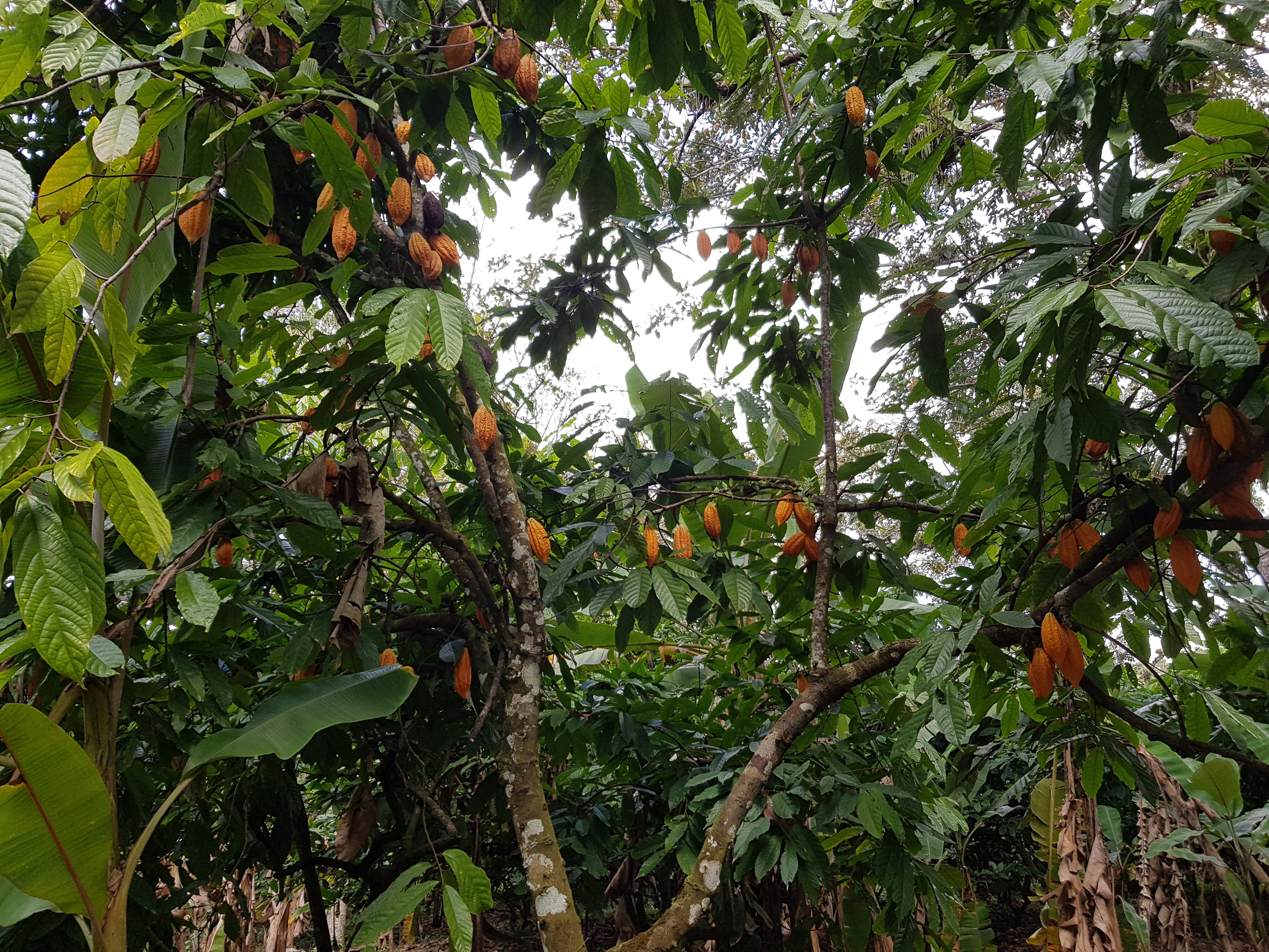 Las lluvias intensas de 2026 redujeron entre un 50% y un 60% la producción de cacao en fincas del Caribe y Talamanca. (Fotografía facilitada por:Lambert Motilal de la Universidad de las Indias Occidentales)