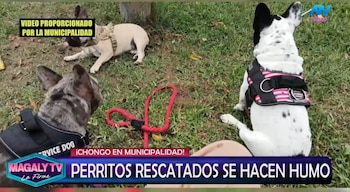Magaly Medina cuestiona destino de perros rescatados en SJM: “¿Cómo estar seguros que no han caído nuevamente en manos inescrupulosas? Captura: Magaly TV La Firme.