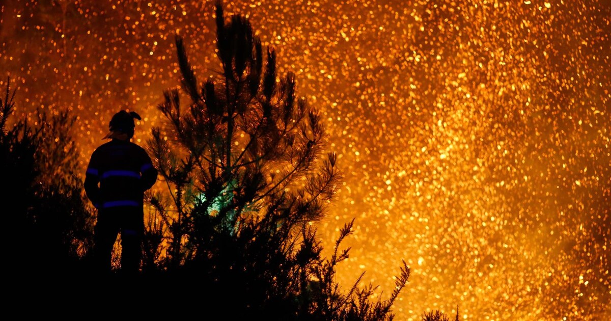 Cuánto tarda un bosque en recuperarse después de un incendio - Infobae