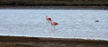 Una pareja de flamencos mientras
