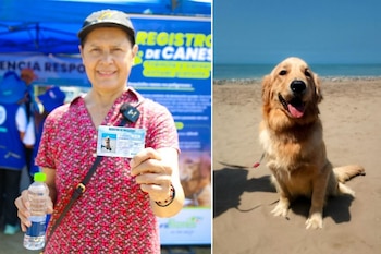 Hana, una perra golden retriever