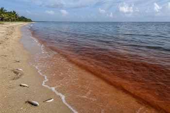 Franja de agua de color rojizo en la orilla del mar junto a una playa de arena donde hay varios peces muertos bajo un cielo nublado.