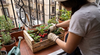 Persona con guantes cultiva fresas en caja de madera con texto 'FRUTAS Y VERDURAS'. Se aprecian herramientas, regadera y edificios al fondo.
