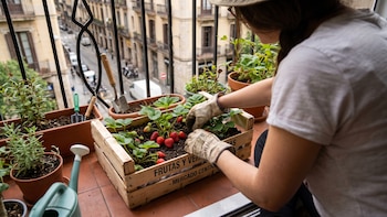 Cómo cultivar fresas en casa: el método de un biólogo para sembrarlas en un espacio pequeño