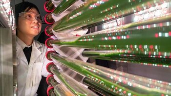 Las algas cultivadas en laboratorio eliminan los microplásticos del agua