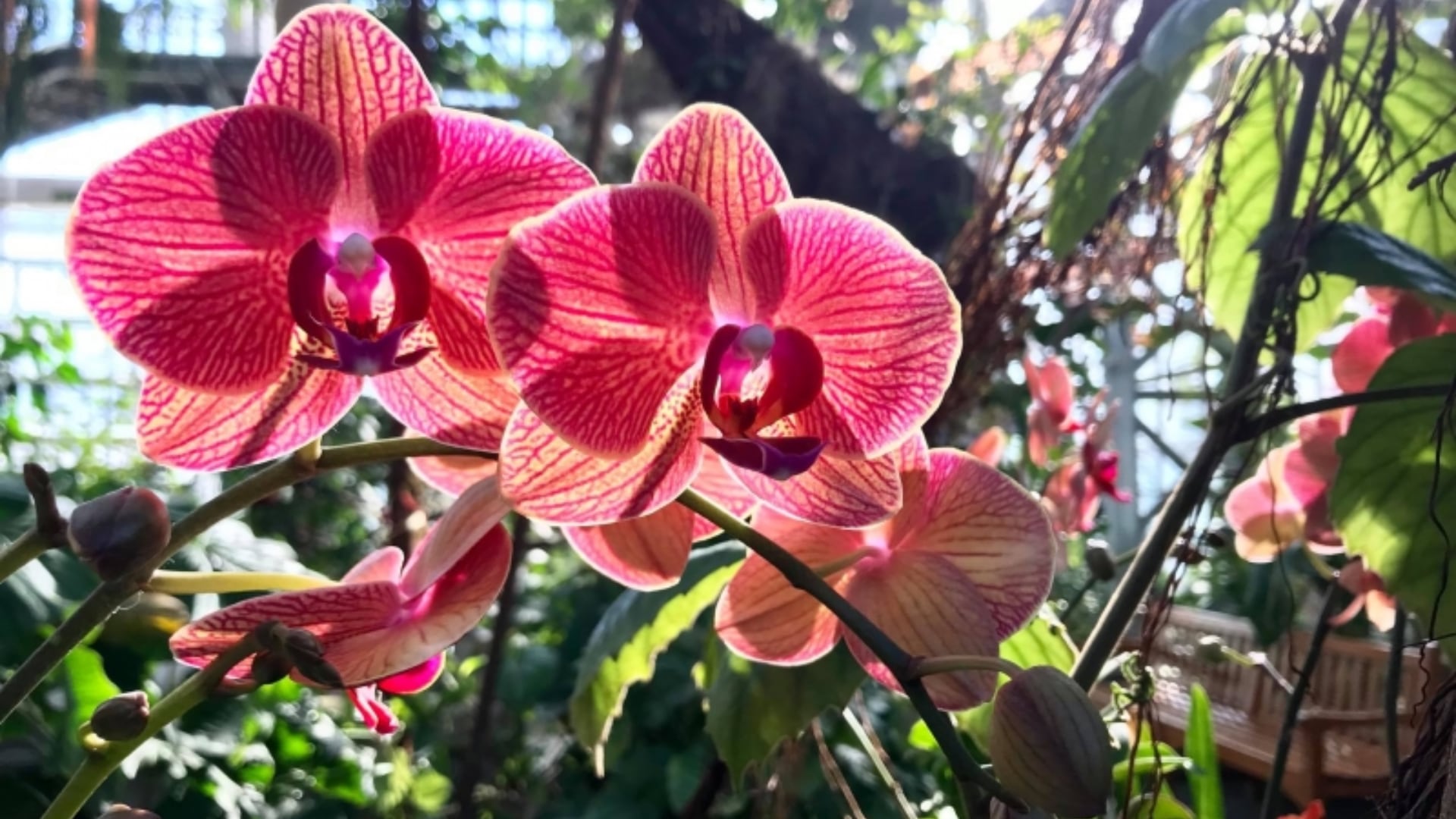 Una 'orquesta' de orquídeas triunfa con un novedoso concierto que deja escuchar su música
