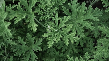 La llegada del calor nos vuelve a traer una vez más uno de los insectos más molestos a nuestros hogares: los mosquitos.