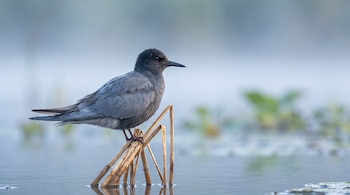 Un charrán negro de plumaje gris posado sobre juncos secos en el agua con niebla al fondo.