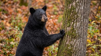 Un oso negro erguido sobre sus patas traseras apoya las garras en el tronco de un árbol cubierto de musgo en un bosque con hojas secas.