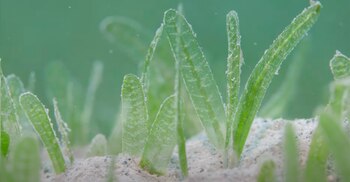 Halophila stipulacea