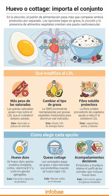Infografía con ilustraciones de un huevo duro, queso cottage, el sistema cardiovascular, palta, frutos secos, cereales y embutidos.