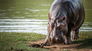 Once again they capture a hippo on video in the streets of Doradal