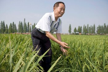 CHEl científico chino Yuan Longping muestra un cultivo experimental de arroz híbrido en un campo propiedad del Centro Nacional de Investigación de Arroz Híbrido en Changsha, en la provincia china de Hunan. EFE/Adrian Bradshaw/Archivo