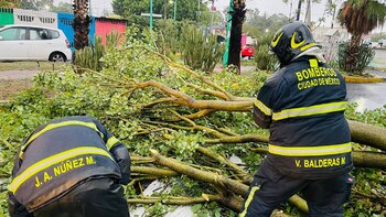 Decenas de árboles cayeron alrededor de la capital mexicana debido a las fuertes lluvias.
