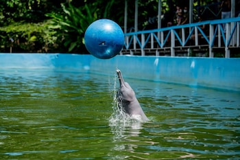 El delfín rosado, una especie