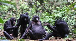 Por qué el ataque de cinco hembras bonobo a un macho desconcierta a los expertos
