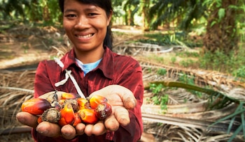 América Latina se posiciona para liderar la producción sostenible de aceite de palma ante mayores exigencias de sostenibilidad, trazabilidad y control de la deforestación.